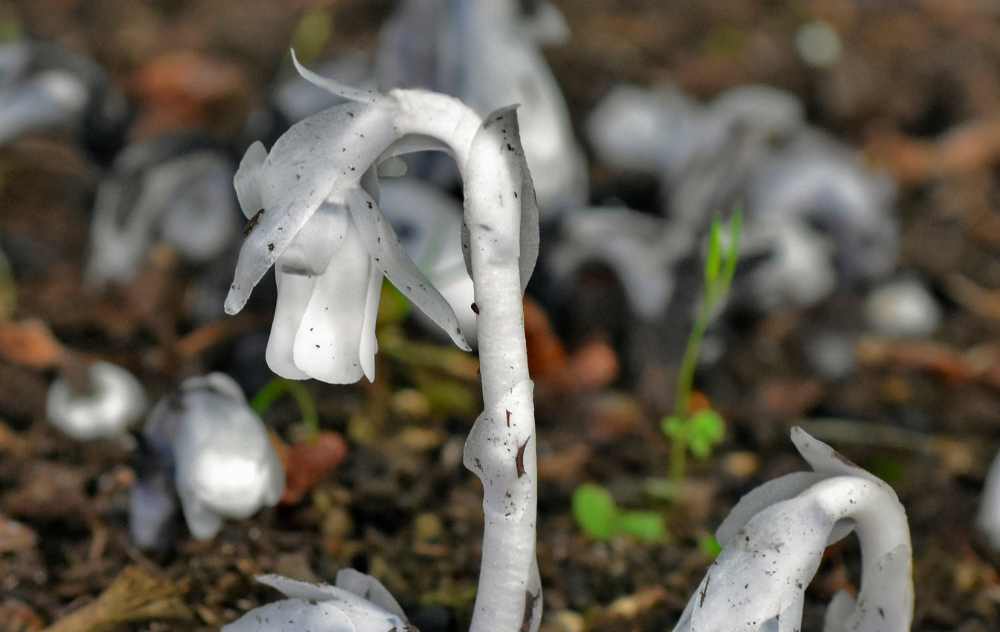 ghost pipe spiritual meaning