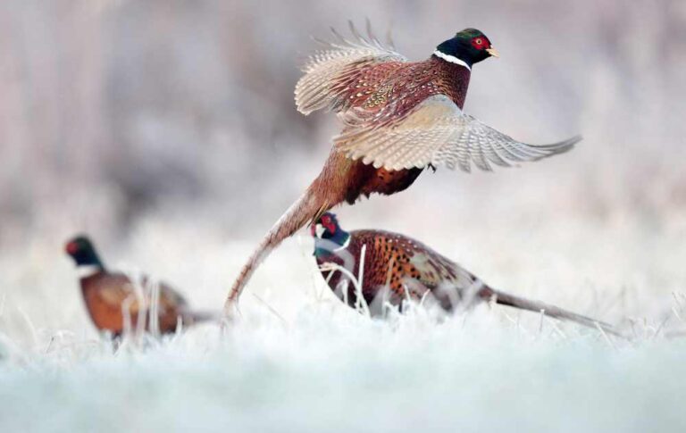 pheasant spiritual meaning