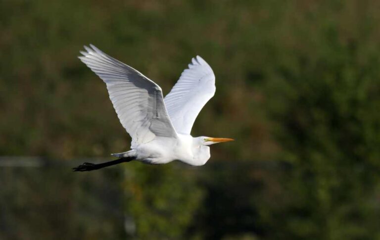 white egret